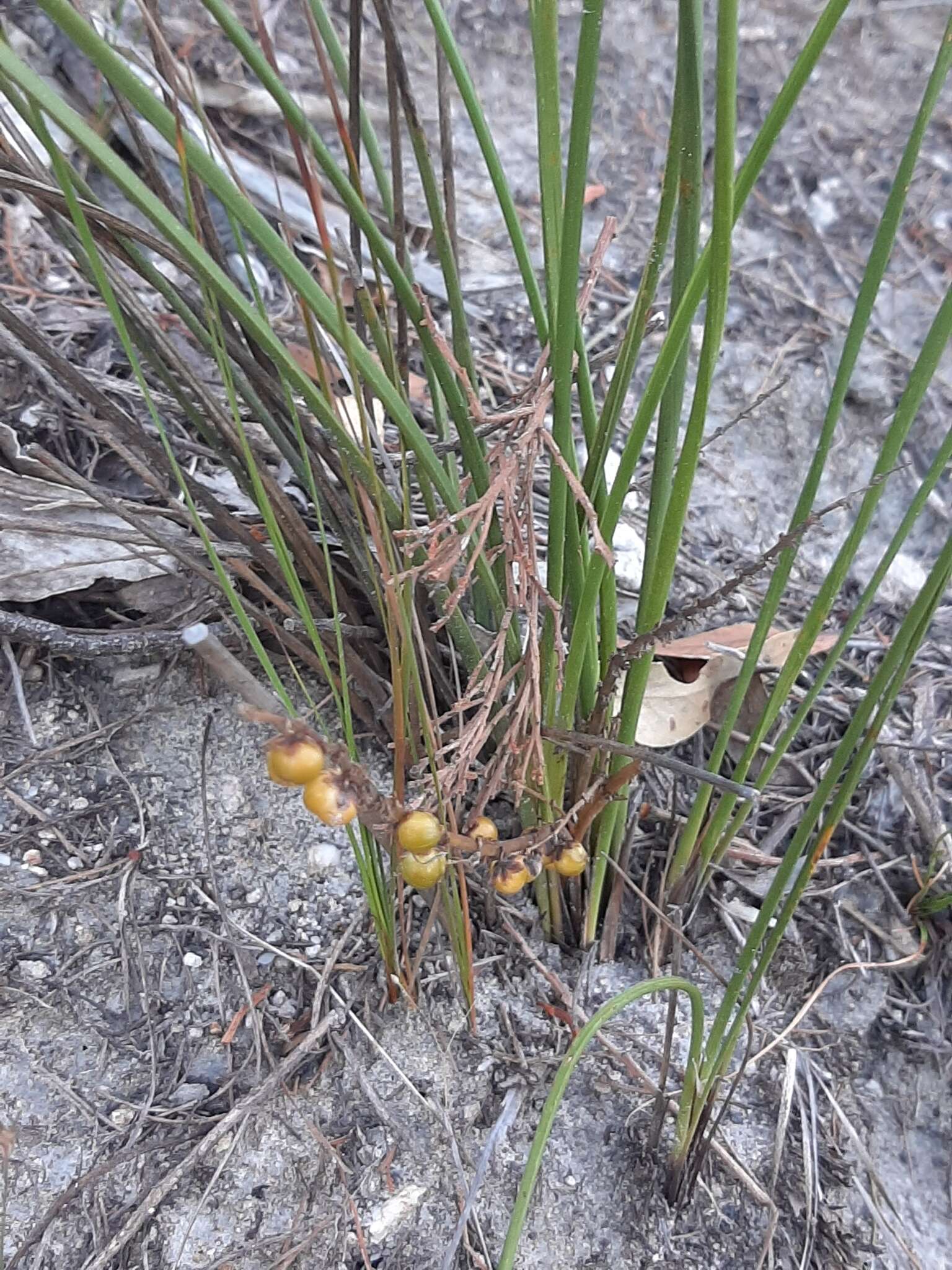 Image of Lomandra micrantha (Endl.) Ewart