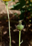 Image of Picris amalecitana (Boiss.) Eig