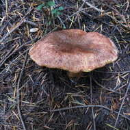 Image of Western Painted Suillus