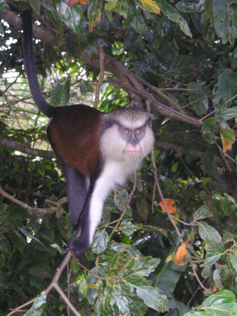 Image of Mona Guenon