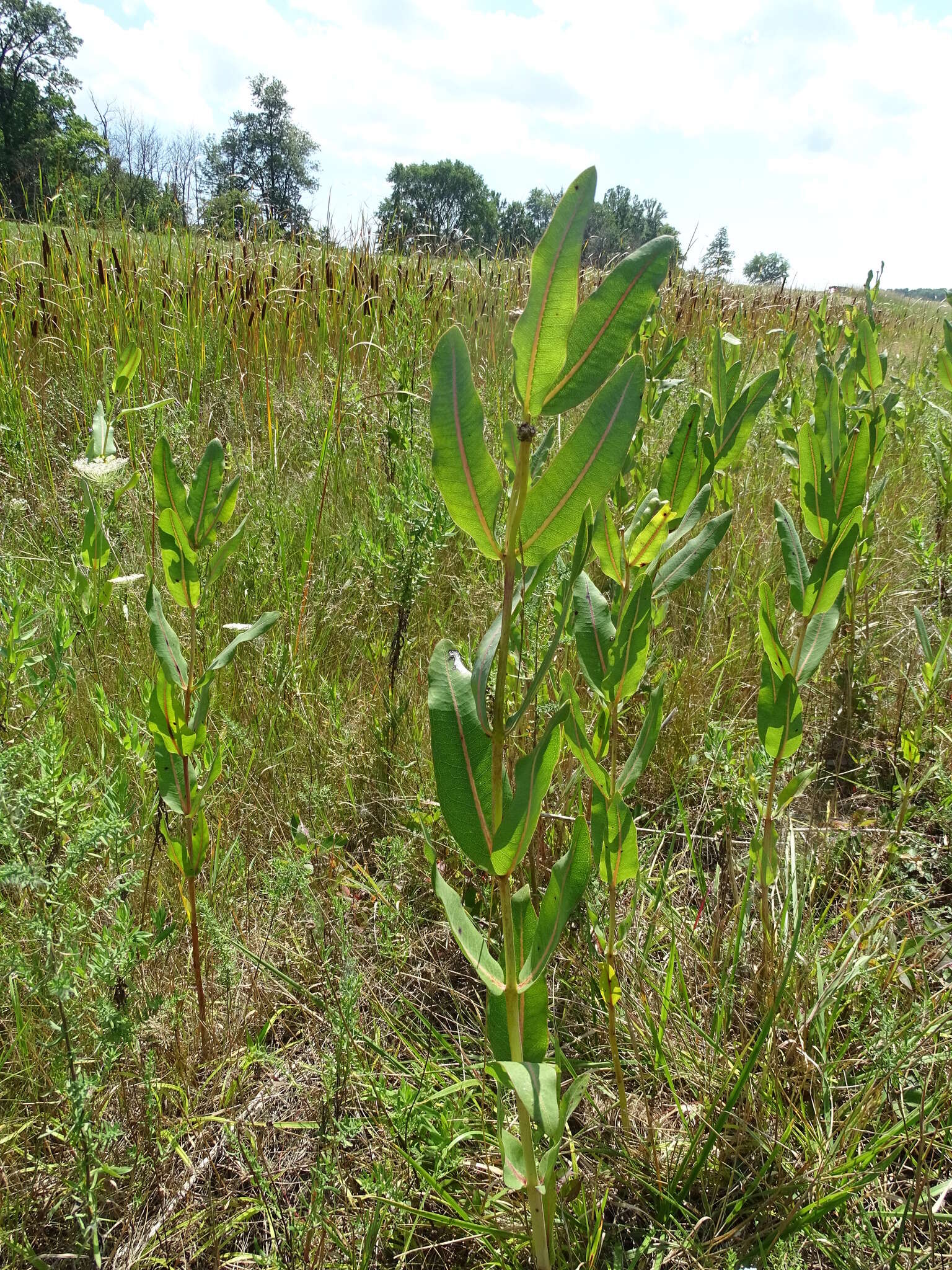 Image of prairie milkweed