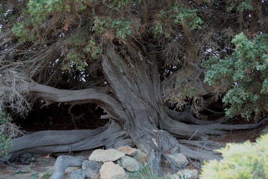 Image of Large-fruited Juniper