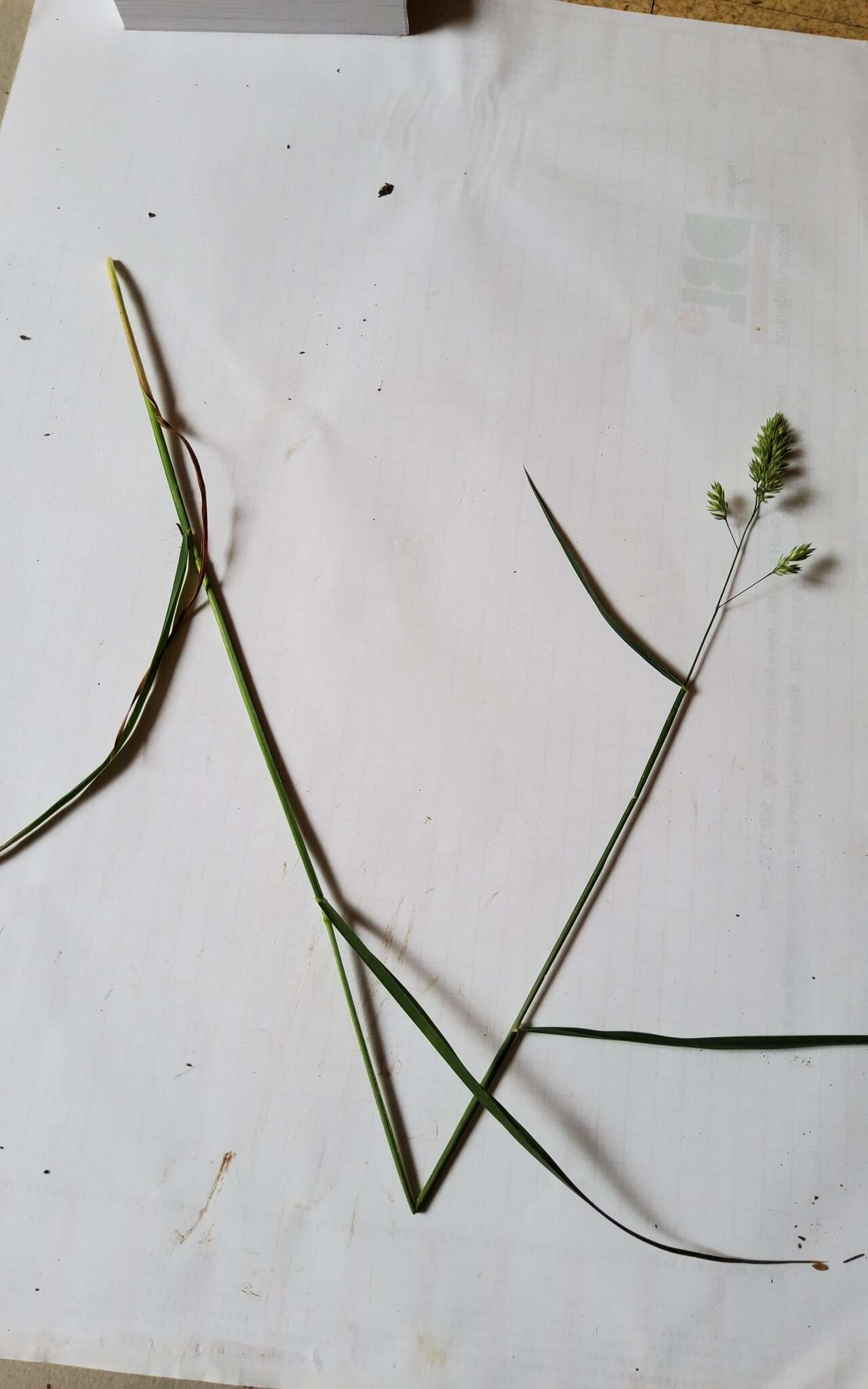 Image of Ascherson's orchardgrass