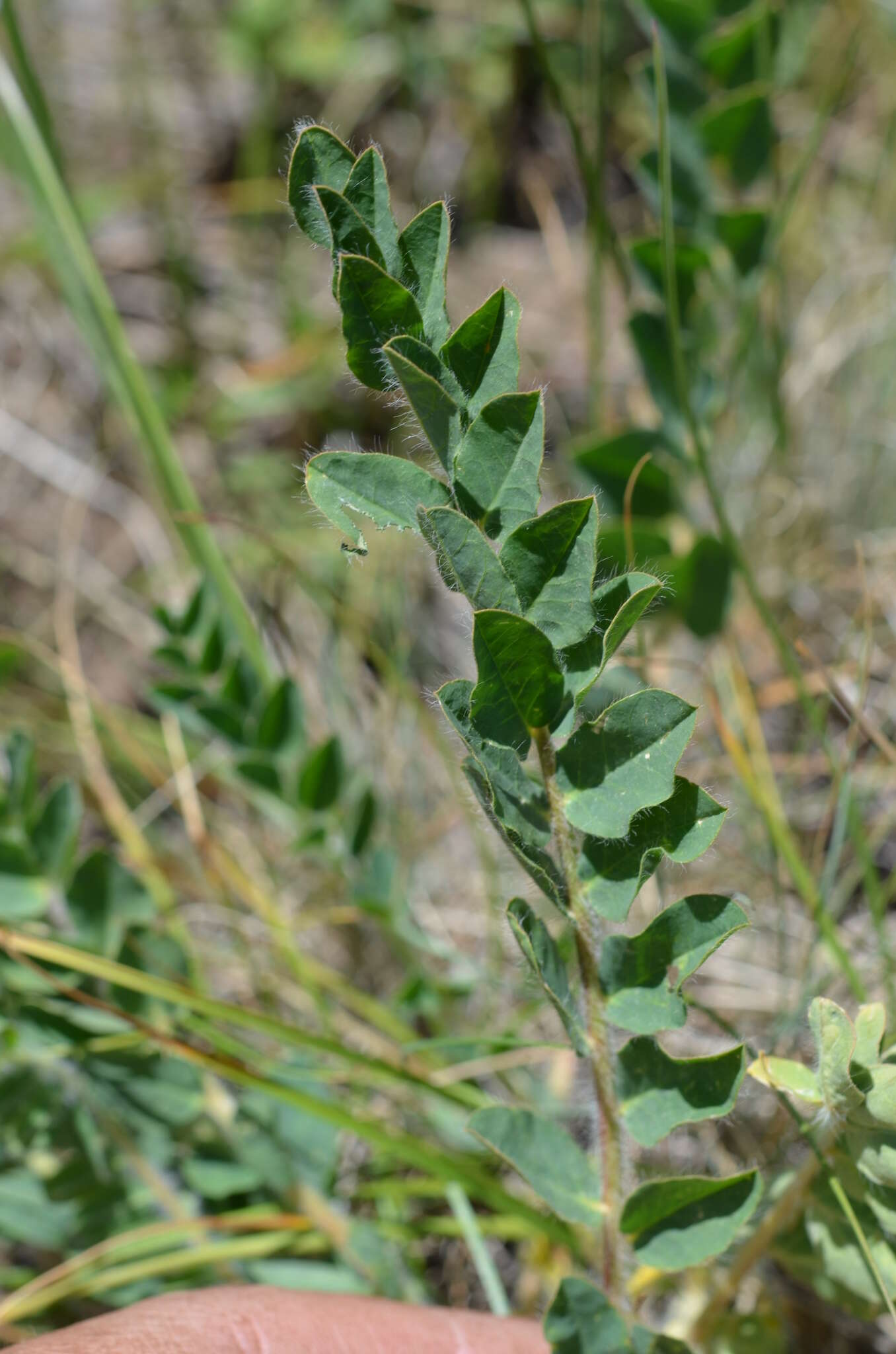 Imagem de Astragalus schanginianus Pall.