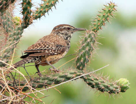 Image of Cactus Wren