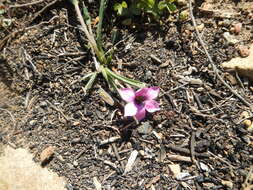 Image of Romulea tetragona M. P. de Vos