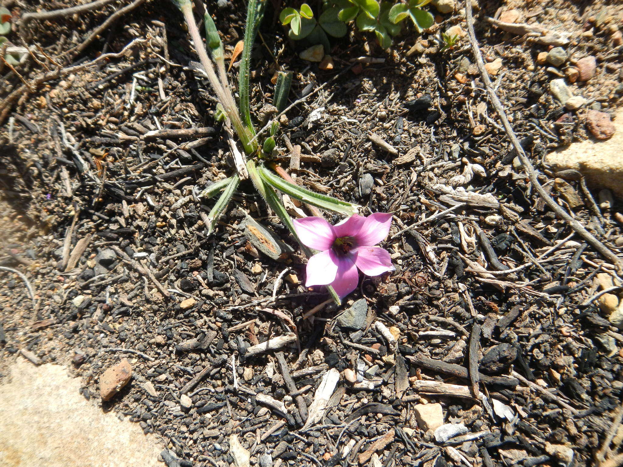 Image of Romulea tetragona M. P. de Vos