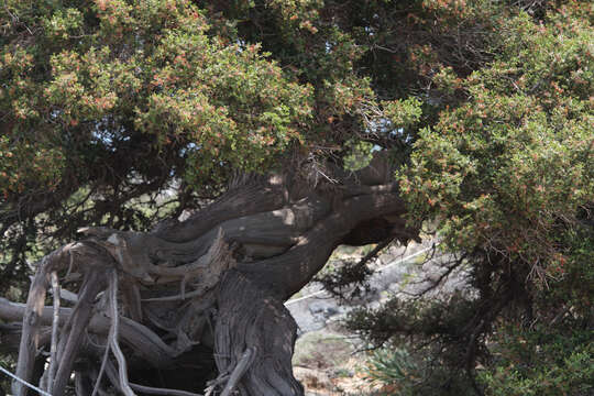 Image of Large-fruited Juniper