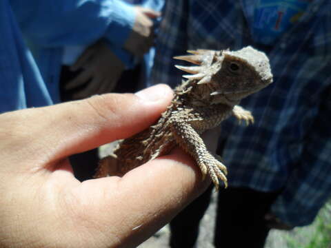 Image of Regal Horned Lizard