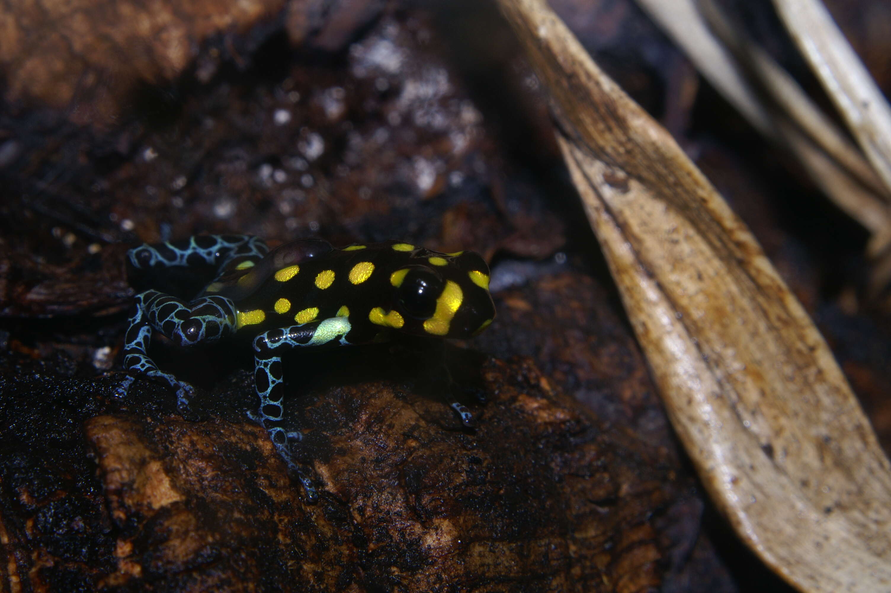 Image of Brazilian Poison Frog