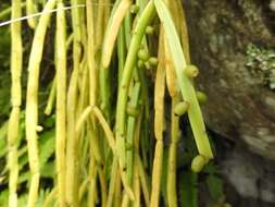 Rhipsalis micrantha DC.的圖片