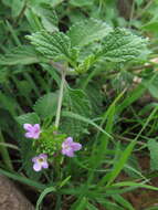 Image de Lantana rugosa Thunb.