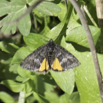 Image de Annaphila arvalis H. Edwards 1875