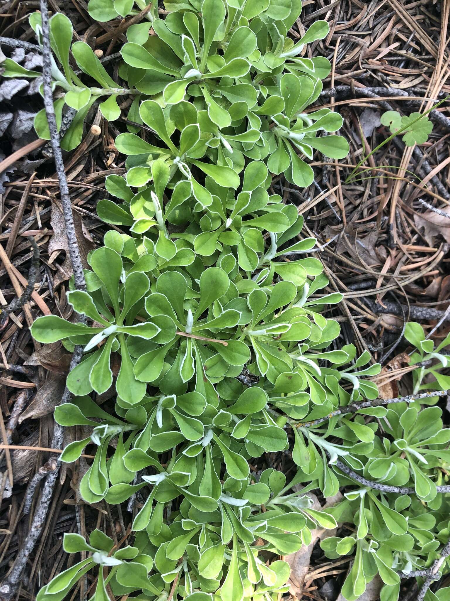 Imagem de Antennaria marginata Greene