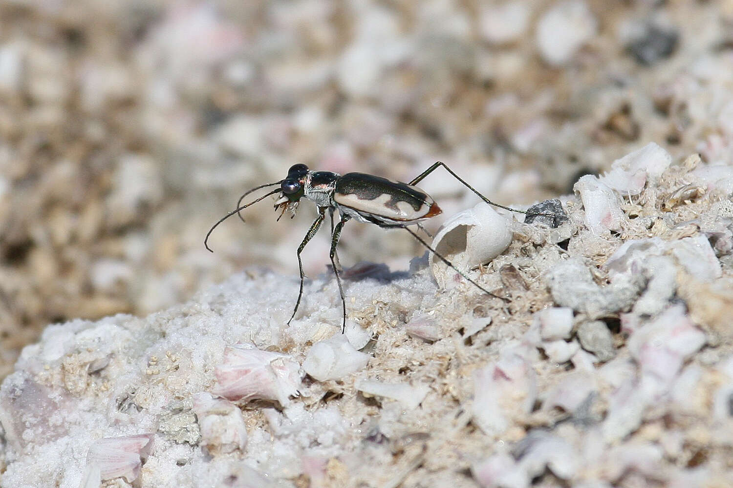 Image of Eunota californica mojavi (Cazier 1937)