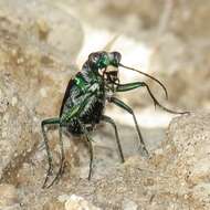 Image de Cicindela (Cicindela) pimeriana Le Conte 1867