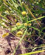 Image of pine barren flatsedge
