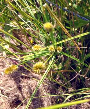 Image de Cyperus retrorsus Chapm.