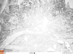 Image of Brush-tailed porcupine