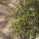 Image of gold-dust acacia