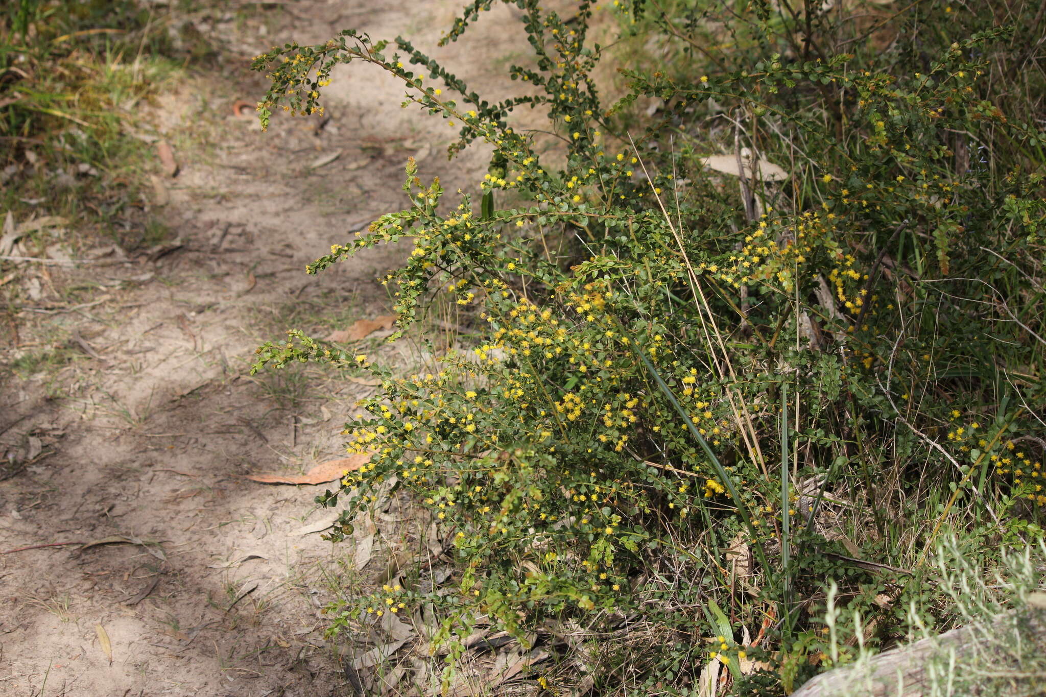 Image of gold-dust acacia