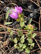 Image of Nuttall's Meadow-Beauty