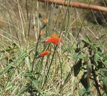 Sivun Salvia oppositiflora Ruiz & Pav. kuva