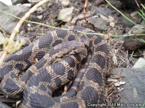 صورة Pantherophis vulpinus (Baird & Girard 1853)