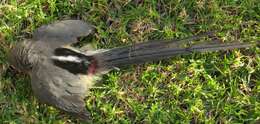 Image of White-backed Mousebird