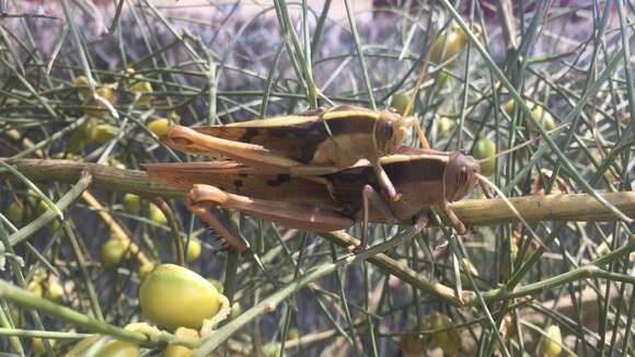 Image of Acanthacris ruficornis citrina (Serville 1838)