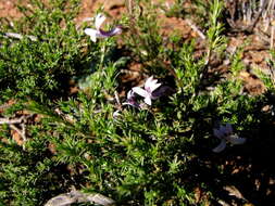 Image of Cyphia sylvatica var. sylvatica