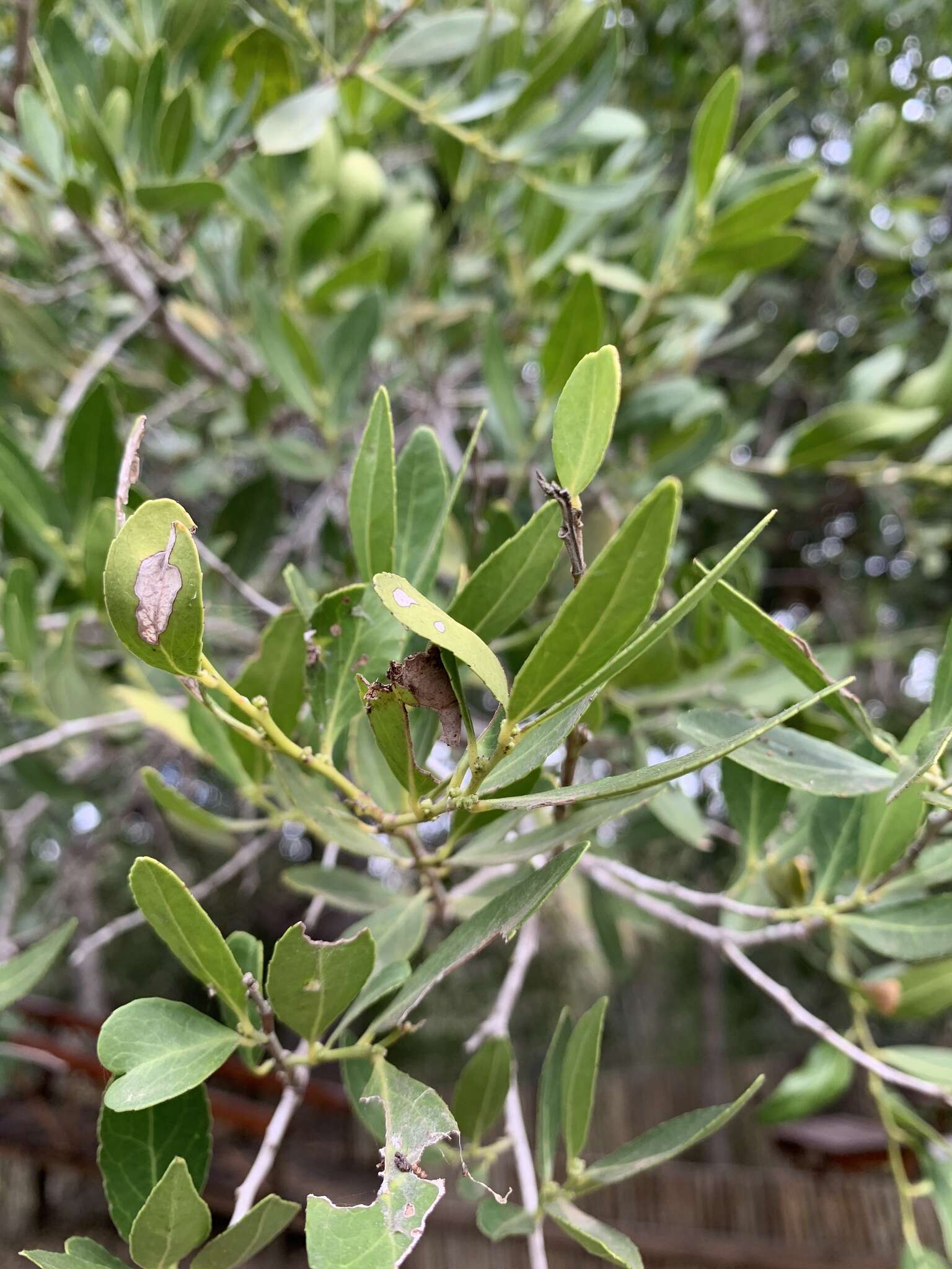 Sivun Mystroxylon aethiopicum subsp. schlechteri (Loes.) R. H. Archer kuva