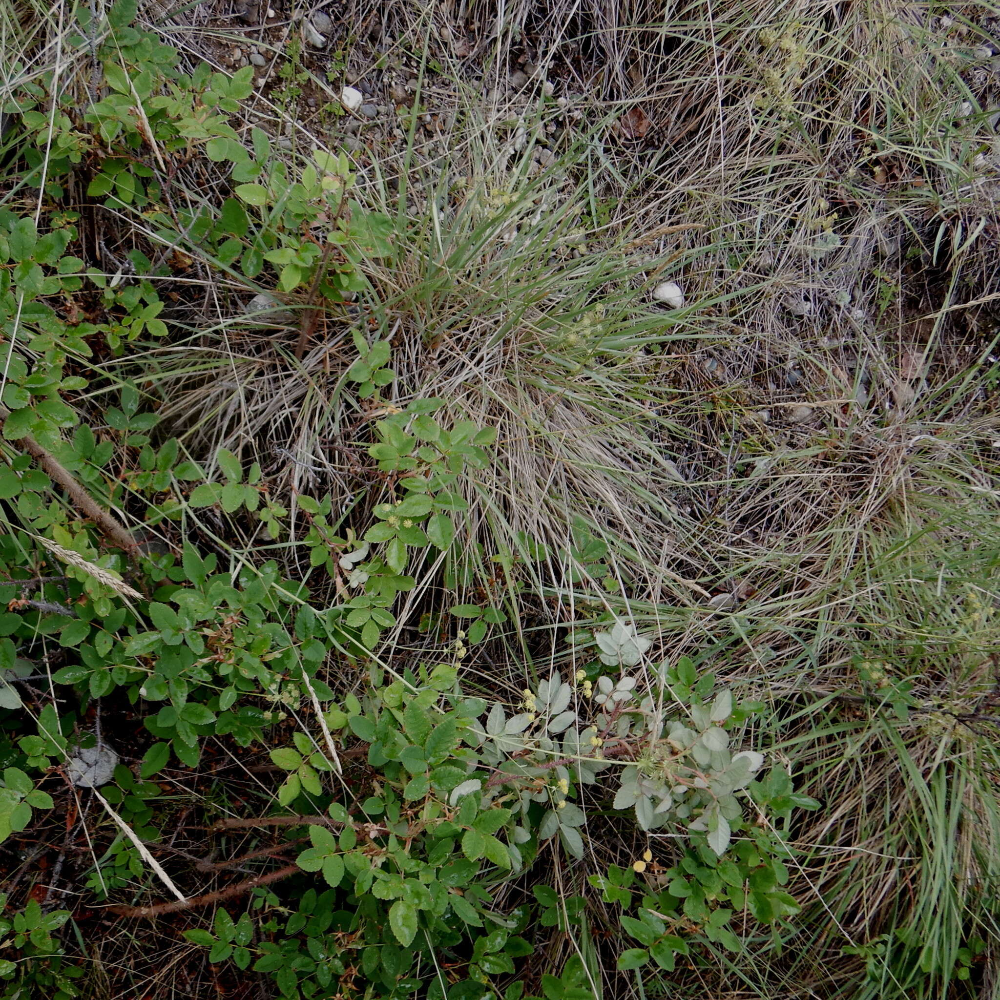 Bupleurum americanum Coult. & Rose resmi