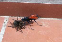 Image of Tarantula Hawks