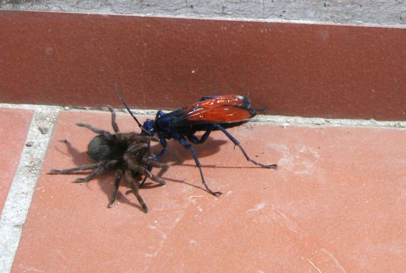 Image of Tarantula Hawks