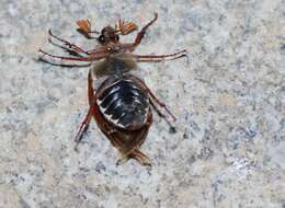 Image of Common cockchafer