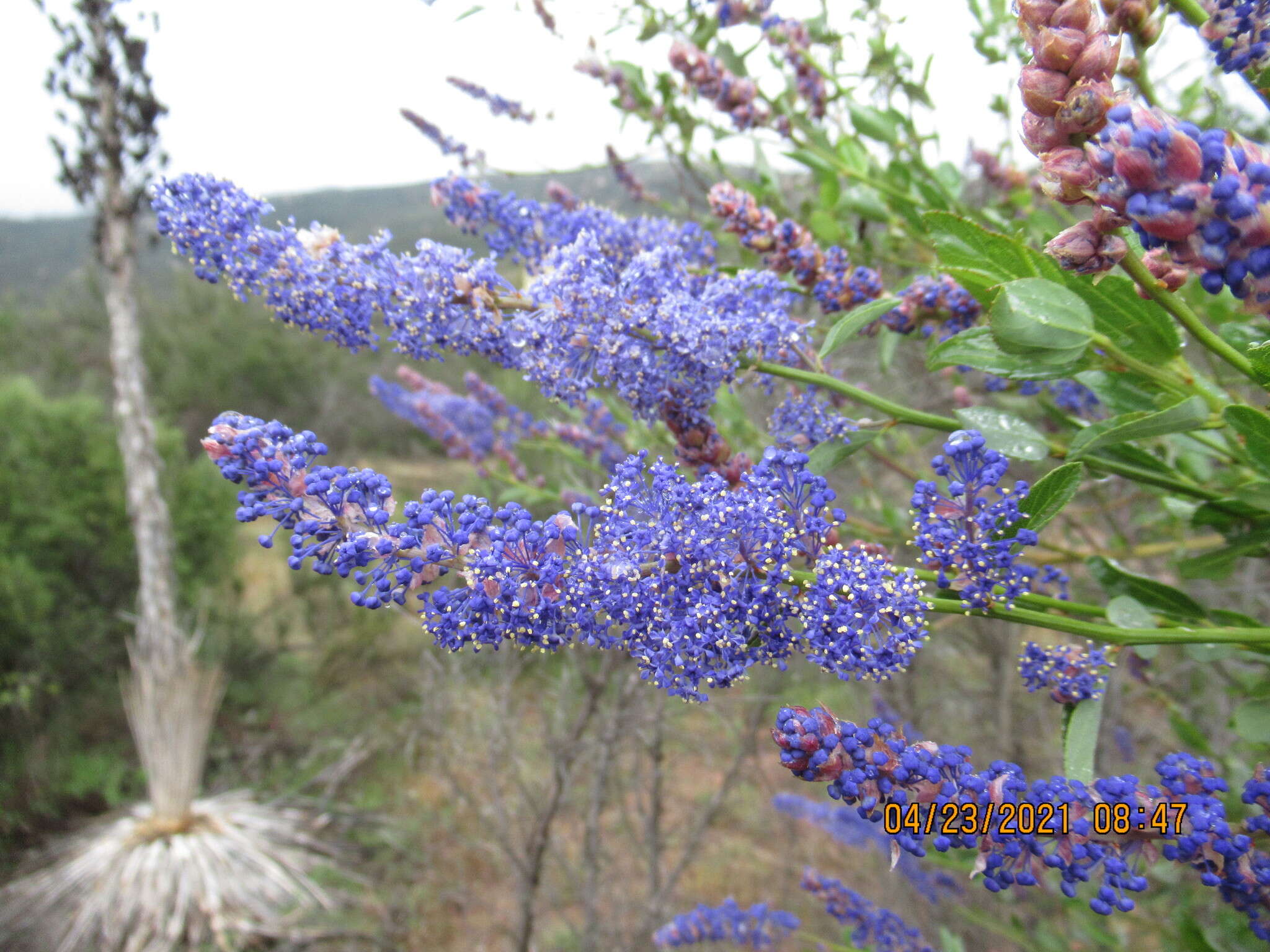 Image of San Diego buckbrush