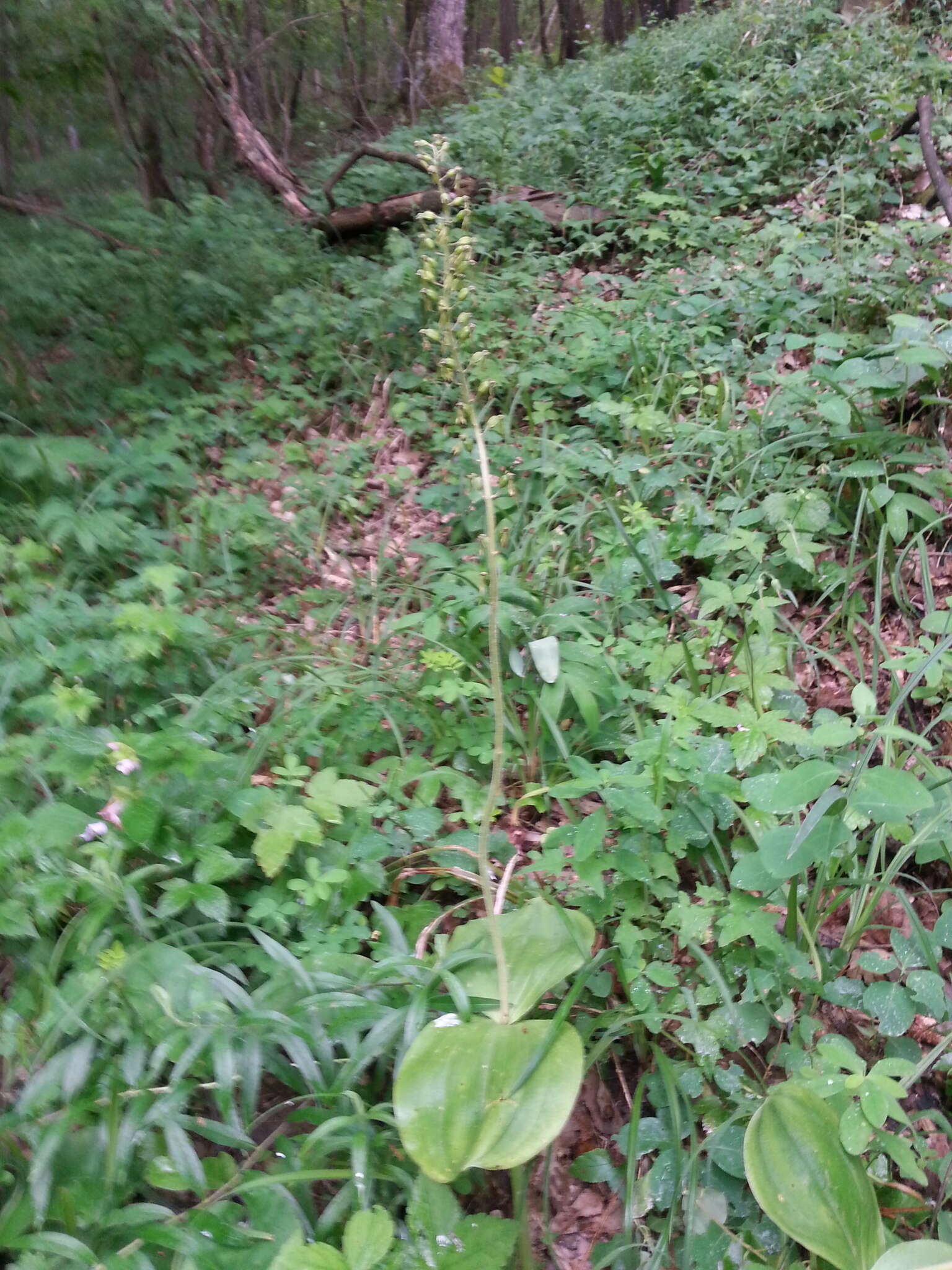 Image of Common twayblade