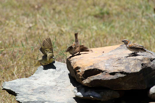 Image of Baglafecht Weaver