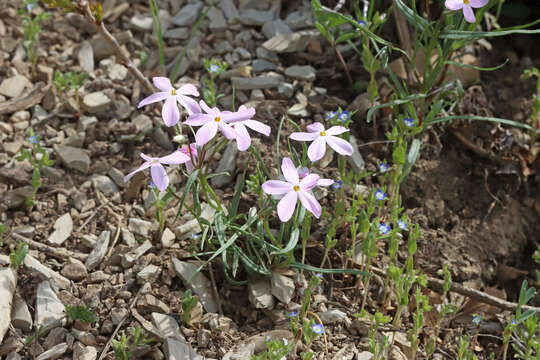 Image of longleaf phlox