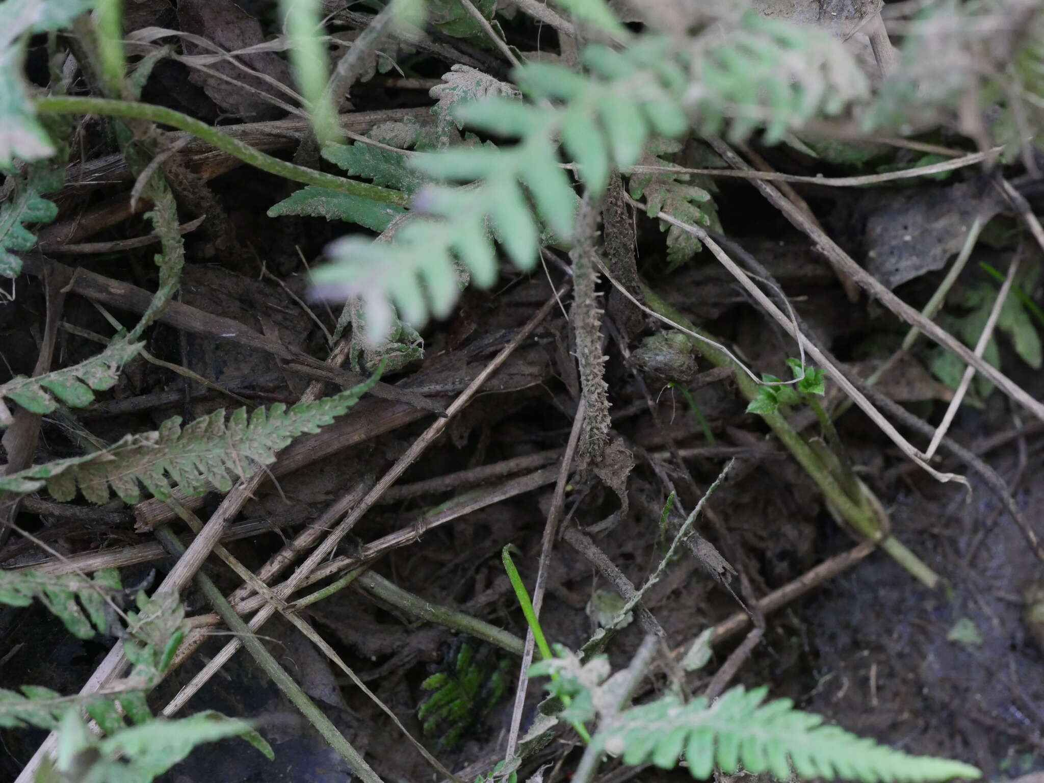 Image de Deparia petersenii subsp. congrua (Brack.) M. Kato