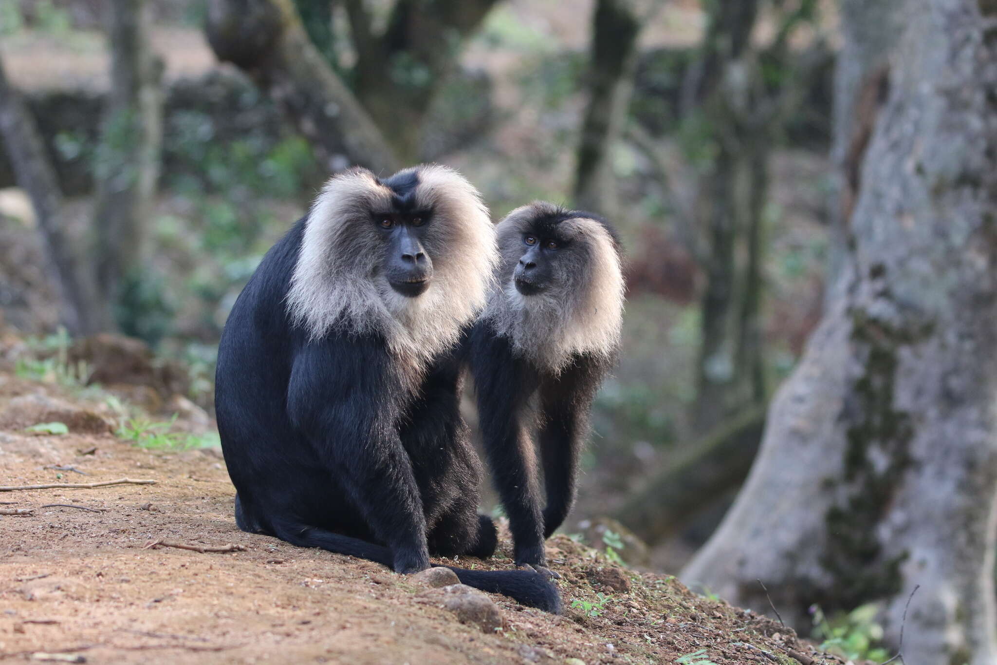 Image of Lion-tailed Macaque