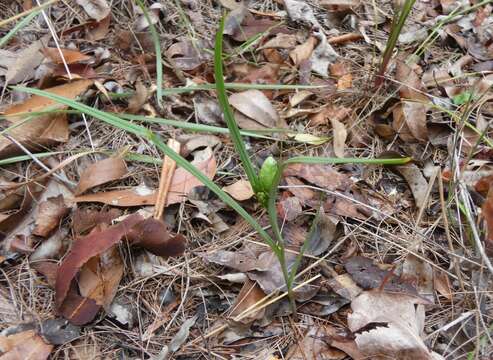 Image of Iphigenia indica (L.) A. Gray ex Kunth