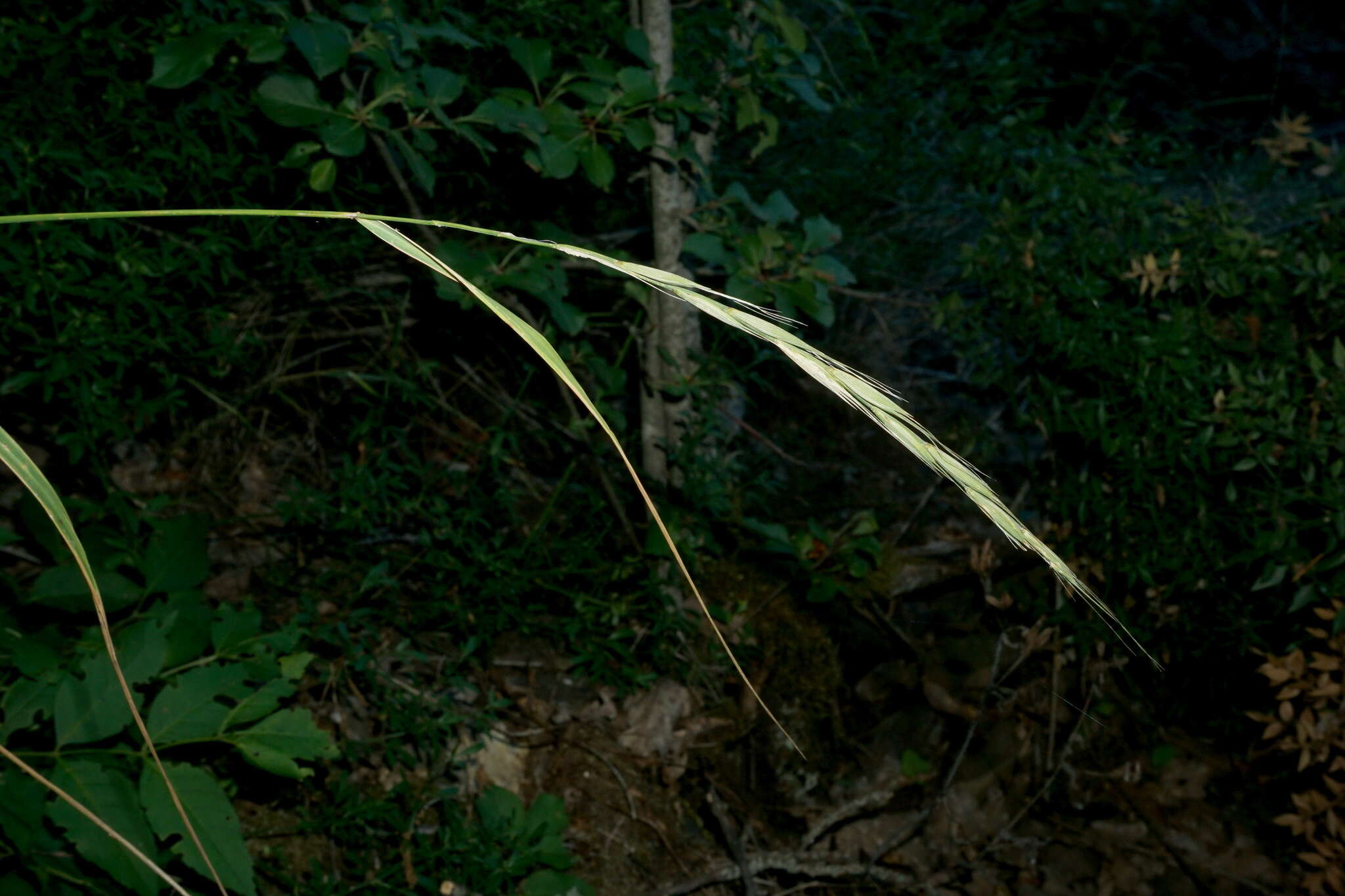 Image of Elymus panormitanus (Parl.) Tzvelev