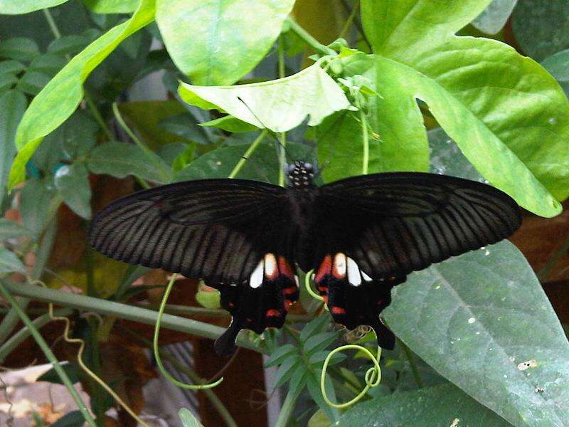 Image of Papilio polytes Linnaeus 1758