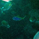 Image of Blue knifefish