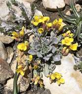 Image of Physaria kingii subsp. kingii