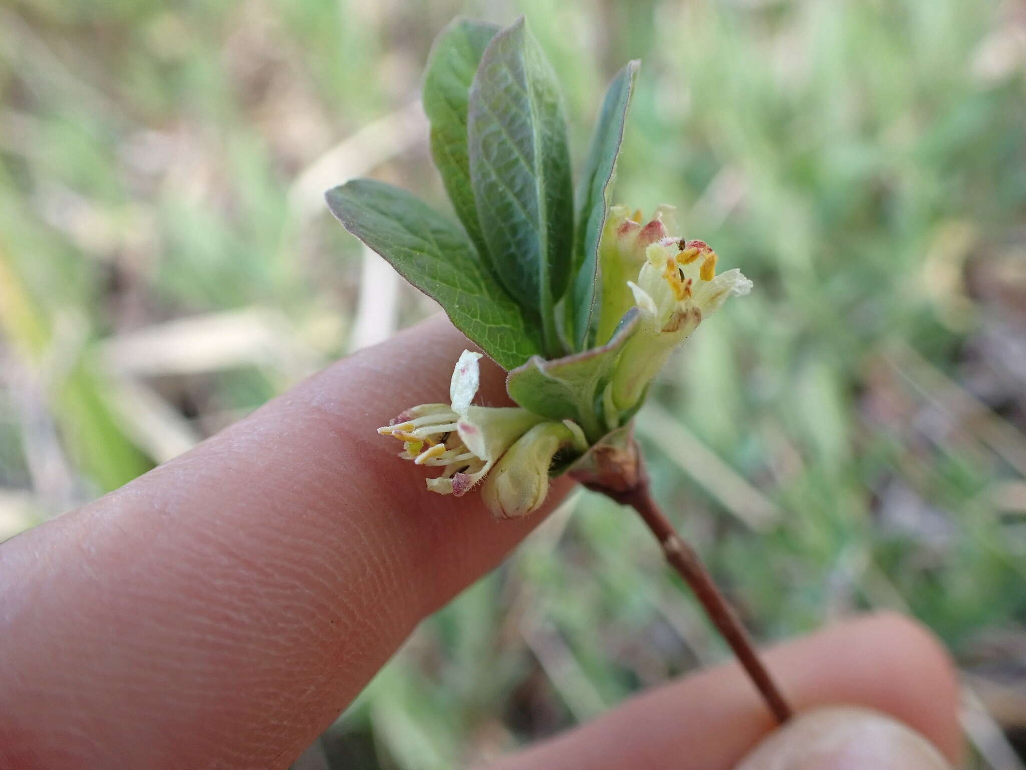 Imagem de Lonicera caerulea var. cauriana (Fern.) Boivin