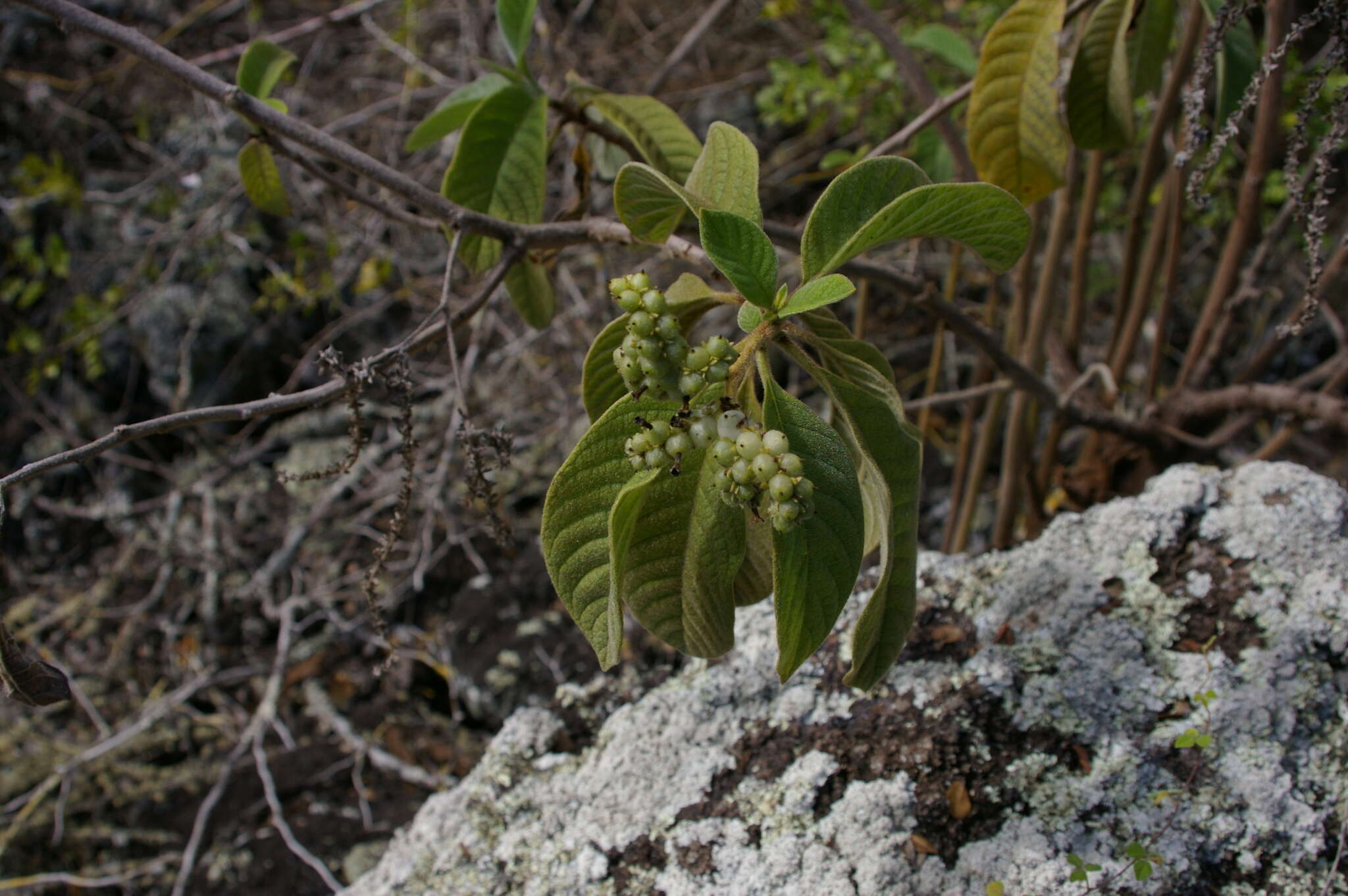 Imagem de Tournefortia pubescens Hook. fil.