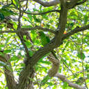 Image of Pacific Parakeet